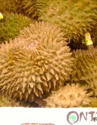 Le rouleau de printemps.