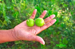 citron à punch