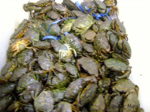 crabe vert