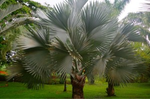 palmier de bismark